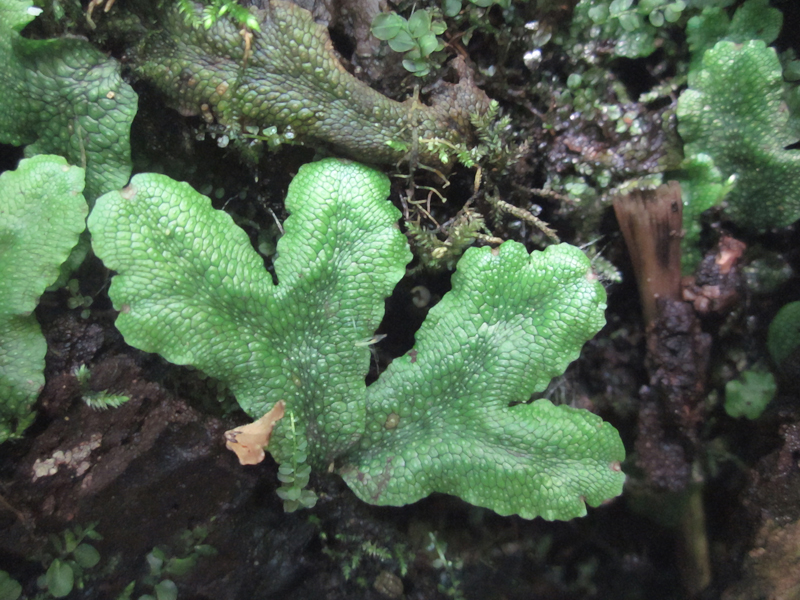 Conocephalum salebrosum